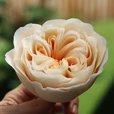 Skip to the end of the images gallery. Juliet David Austin Garden Gumpaste Sugar Rose