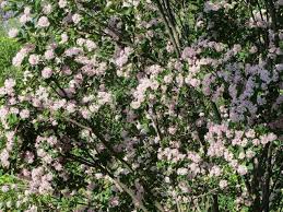 Image result for Dais cotinifolia