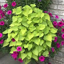 Not merely potatoes that happen to be sweet. Ipomoea Margarita Buy Sweet Potato Vine Annuals Online