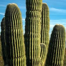 The saguaro cactus (carnegiea gigantea) prefers hot, dry climates, and in the right conditions it can live more than 50 years. Cactus Removal Services Saguaro Cost Phoenix Trim A Tree