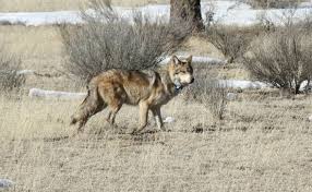 June 1 Deadline For Ranchers To Receive Wolf Presence Compensation With Images Mexican Wolf Mexican Gray Wolf Wolf