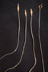 Image result for Voyria