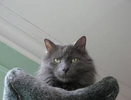 Nebelung Nebelung Cat Russian Blue Cat Nebelung