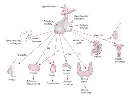 overview of the pituitary gland hormonal and metabolic