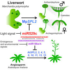 Following diagram shows the life cycle of liverworts. An Early Arising Role Of The Microrna156 529 Spl Module In Reproductive Development Revealed By The Liverwort Marchantia Polymorpha Sciencedirect
