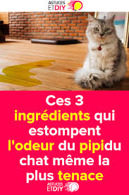 Ces 3 Ingredients Qui Estompent L Odeur Du Pipi Du Chat Meme La Plus Tenace Santee Animals