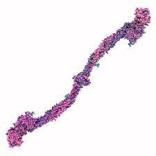 Image result for Fibrinogen