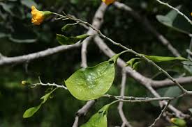 Image result for Pterocarpus rotundifolius