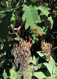 Image result for Bocconia