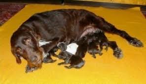 Image result for český fousek stavba těla