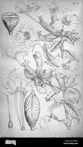 Image result for Rhabdophyllum welwitschii