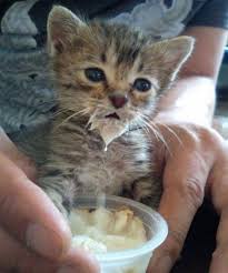 Kittens40 Kittens Cutest Cute Animals Baby Animals