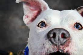 Areas atlanta animal league serves. Rescue Me Ga