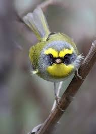 Birds Native To Virginia Beautiful Birds Image By Virginia Clarkson On Birds Colorful Birds Pretty Birds