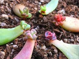 You can take a leaf that has dropped out of your succulents or propagate succulents with stems. Propagating Succulents Jack Frost Landscapes Garden Center