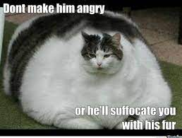 We find the funny cats that make you lol so that you don't have to. C L E A N F A T C A T M E M E S Zonealarm Results