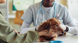 Improving Access to Care: A Heartfelt Commitment to Community Animal Welfare  - Toronto Humane Society