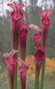 Anche le cose che non sono persone possono anche avere una propria natura: 11 Idee Su Piante Strane Piante Fiori Rari Fiori