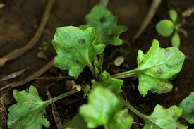 Image result for Plantago palmata