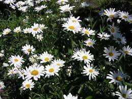 C'è un pallone a scacchi gialli e verdi ai piedi del muretto che guarda il campo da calcio in via delle pleiadi, dove domenica mattina daniel e david. Leucanthemum Wikipedia
