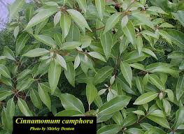 Other uses include medicinal and decorative. Plant Details Flip