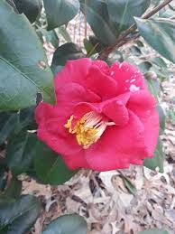 Camellia Adolphe Audusson Hoa