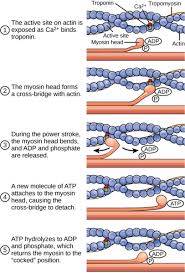What are the two directions in which smooth muscle sheets can be arranged? Ultrastructure Of Muscle Skeletal Sliding Filament Teachmeanatomy