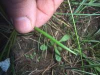 Image result for Aponogeton junceus