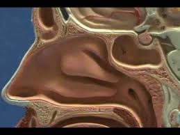 The nasal septum divides the cavity into two cavities, also known as fossae. Half Head Model Nasal Cavity Youtube