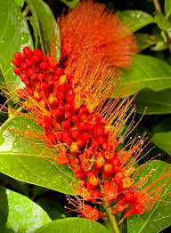 Image result for Combretum fuscum