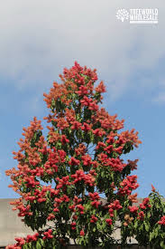 Image result for Triplaris