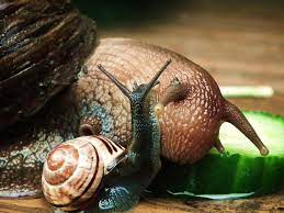 Giant African Land Snail And Your Common Uk Garden Snail Giant African Land Snails Snail Snails In Garden
