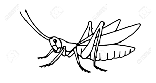 Download transparent grasshopper png for free on pngkey.com. Decorative Grasshopper Invertebrate Insect Voracious Locust Royalty Free Cliparts Vectors And Stock Illustration Image 147455278