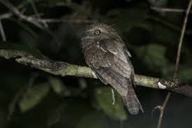 Palawan Frogmouth Batrachostomus Chaseni Atv Trail Puerto Princesa Palawan Philippines Palawan Puerto Princesa Free Id