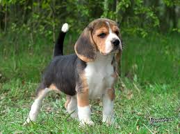 Placing a deposit will hold a puppy until you can pick them up or they are shipped to you. Beagle Puppies Puppy Dog Gallery