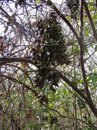 Image result for Salacia madagascariensis