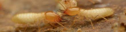 Award winning and accreditations with many local and national organizations, we take pride in the service we provide. Termite Control Termite Inspection Sioux City Ia