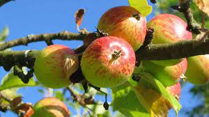 The garden state sits along the atlantic ocean, beneath new york and besides pennsylvania. When And Why To Prune Fruit Trees In Central Nj Pa Organic Plant Care Llc Organic Lawn Plant Health Service In Hunterdon Morris Somerset Union Counties Nj And Bucks