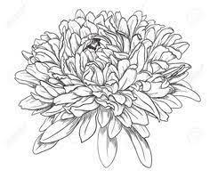 Image Result For Chrysanthemum Outline Aster Flower Tattoos Chrysanthemum Tattoo Chrysanthemum Drawing