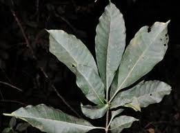 Image result for Rauvolfia mannii