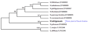 Image result for Chorisochora transvaalensis