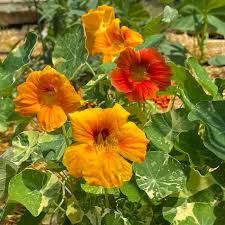 Image result for Nasturtium