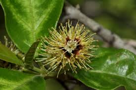 Image result for Combretum kraussii