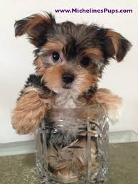 Morkies are adorable, fun, playful and feisty little fluffballs, they love playtime as much as cuddle time, they thrive on attention and they very much. Morkie Or Maltese Yorkie Mix Puppies For Sale In Florida Missy Micheline S Pups