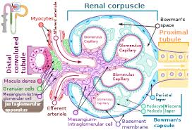 How do you say glomerulus in english, better pronunciation of glomerulus for your friends and family members. Glomerulus Kidney Wikipedia
