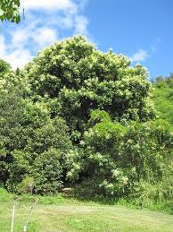 Image result for Sapindus saponaria