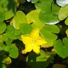 Image result for Aponogeton desertorum