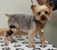 Acl Dog Brace Dog Cruciate Brace Dog Knee Braces Dog Knee Support Mypetsbrace Com Dog Braces Orthotics And Prosthetics Leg Braces