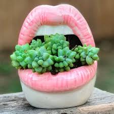 The series was uploaded to duncan's youtube channel. Pin On Succulent Plant