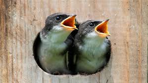 In Nistkasten Reinschauen Lieber Nur Die Flugge Gewordenen Vogel Zahlen Bayern 1 Radio Br De